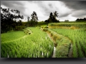 NextGen ScrollGallery thumbnail