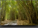 NextGen ScrollGallery thumbnail