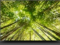 NextGen ScrollGallery thumbnail
