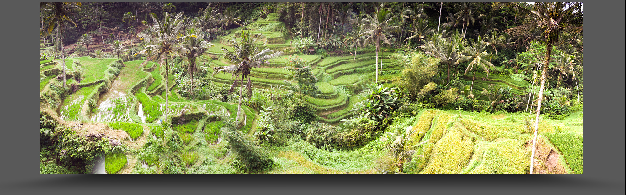 DJI_0236-panorama