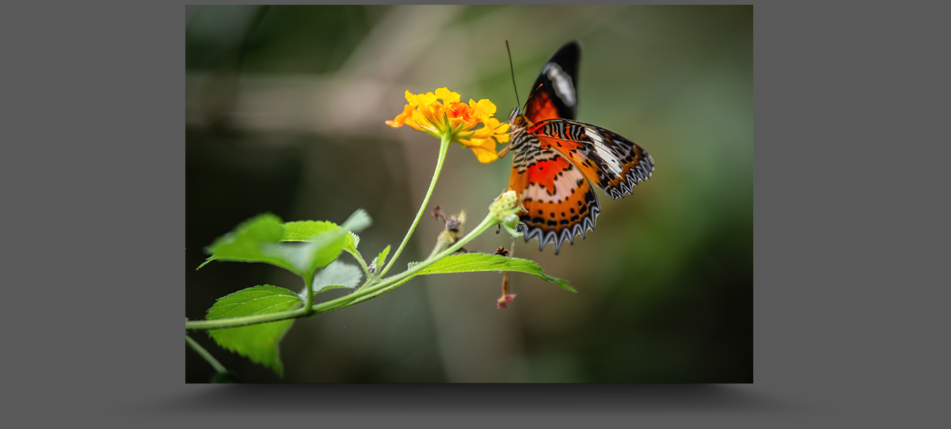 K1__7314-sharpen-focus