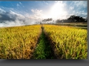 NextGen ScrollGallery thumbnail
