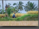 NextGen ScrollGallery thumbnail
