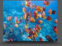 NextGen ScrollGallery thumbnail