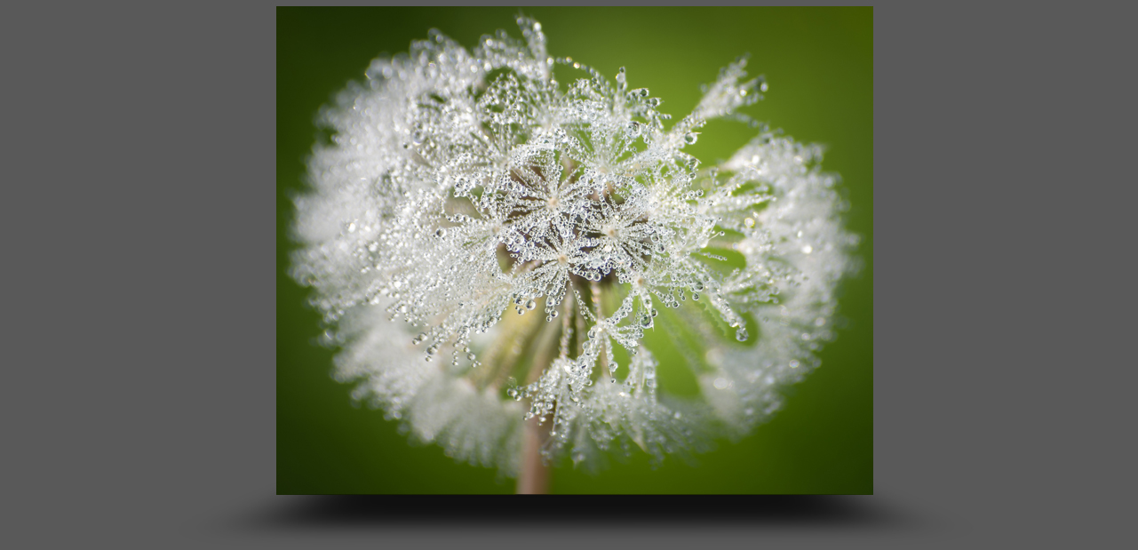 K5__4164-schauw gewoon