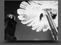 NextGen ScrollGallery thumbnail