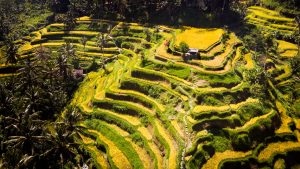 DJI_0700-2