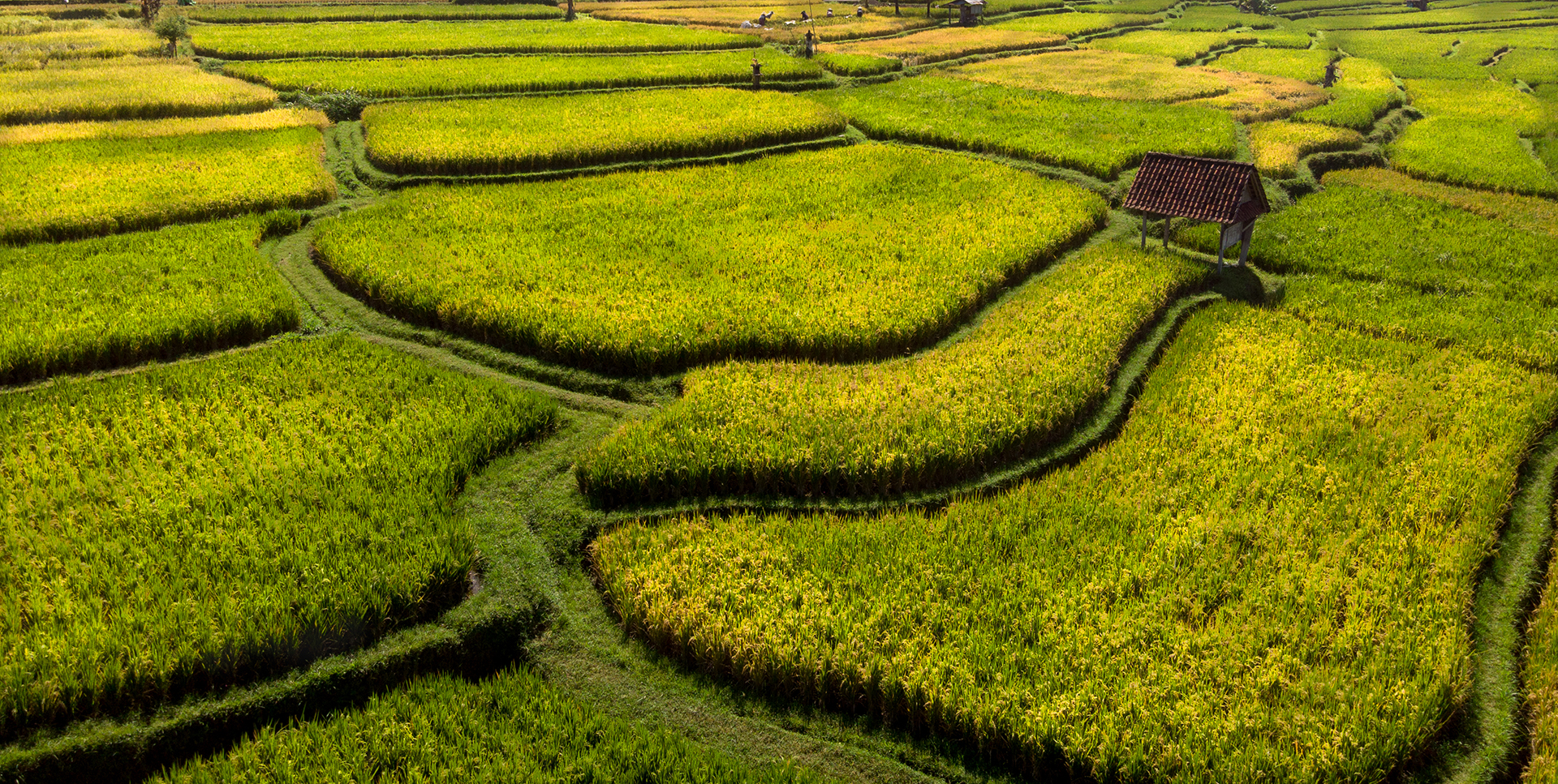 DJI_0771